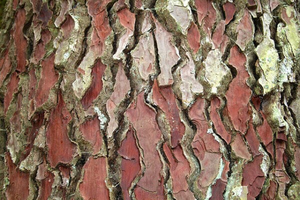 French-Maritime-Pine-Bark-Pinus-Pinaster-Pycnogenol