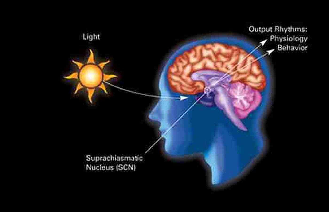 Circadian-Rhythm-Tied-To-Sun-Light