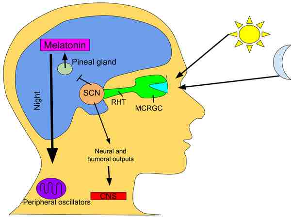 Sun-Light-Melatonin-Production-Tired-Awake