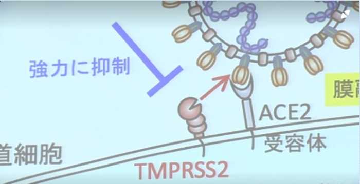 Nafamostat-Tokyo-University-Japan-COVID19-1