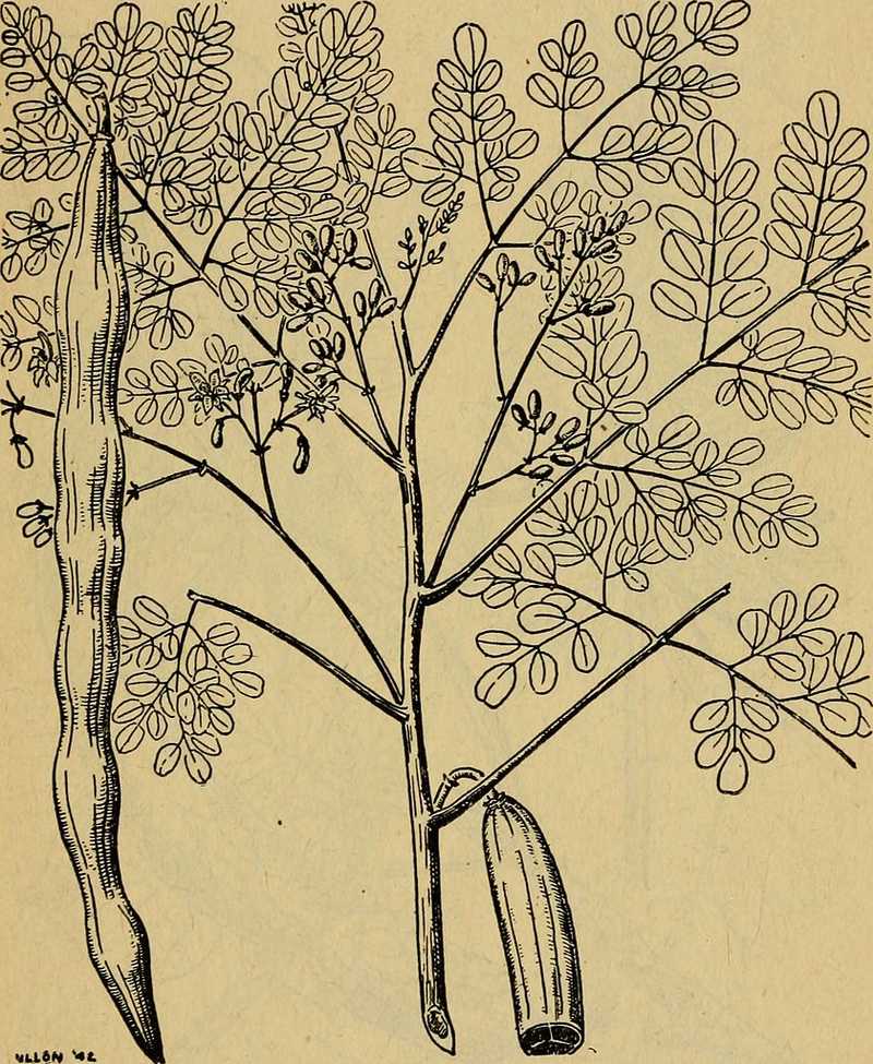 Moringa-Leaves-from-Emergency-food-plants-and-poisonous-plants-of-the-islands-of_the-Pacific-1943