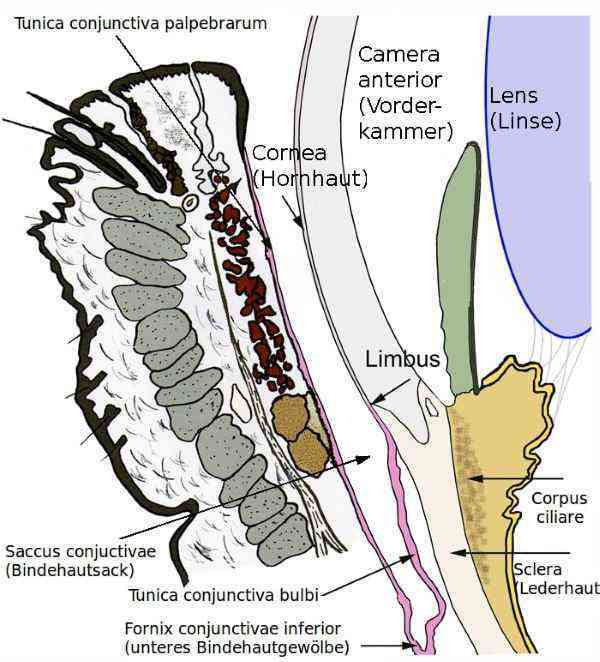 Conjuctiva-Lining-of-Eye-COVID19-vector